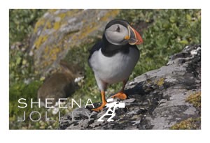Puffin  small bird  Skellig Michael  west coast  ireland brightly coloured beaks  comical flight  clown of the sea  sea parrot  photograph Come Fly With Me .jpg Come Fly With Me .jpg Come Fly With Me .jpg Come Fly With Me .jpg